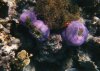 Einbinden-anemonenf.   1995.jpg