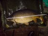 Carp 80 cm.JPG