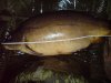 Carp 45 Pfund 99 cm.JPG