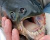 fish_with_human_teeth_02-500x402.jpg