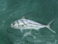 roosterfish.JPG