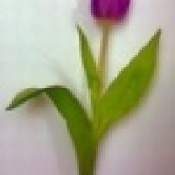 Tulpe2