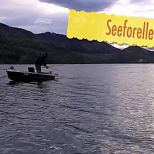 Schleien statt Renken aus dem Fuschlsee