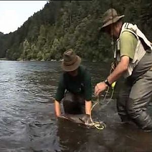 Grosse Huchen von Dunajec Fluss in Polen, Fliegenfischen auf Streamer in Juni