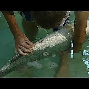 Series 11 - The lifecycle of Barramundi - 30 Oct 2009