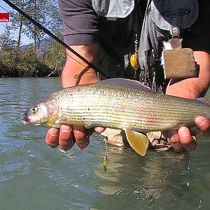 Auf Äschen im kleinen Fluss - Fliegenfischen in Österreich bei etheonTV