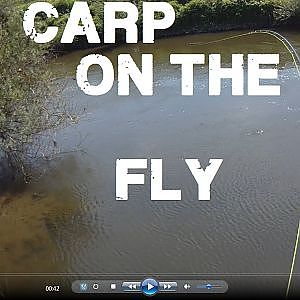 Fliegenfischen auf Karpfen, Carp on Flyrod