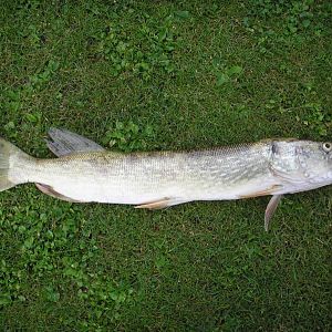 2.4kg 76cm - An unsrem Vereinsteich auf Köderfisch gefangen (Pödinghausen)
