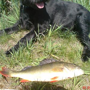 Barsch 1 Mai 2012 42cm 
Wehe es geht Jemand an meinen Fisch :-) !