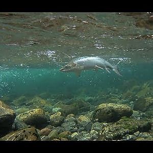 Lachse am Kvåsfossen (Norwegen) - Salmons at Kvåsfossen (Norway)