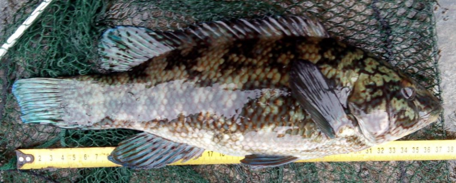 Gefleckten Lippfisch aus dem Hardangerfjord.png