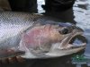 steelhead1024.jpg