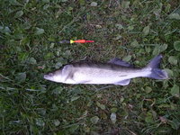 Zander 51cm 001.JPG