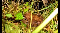 letzter Frosch am Teich.jpg