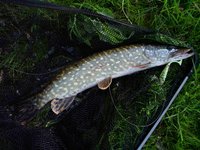 Hecht 52 cm Schwimmt wieder!.jpg