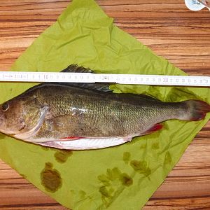 Mosterbarsch 41 cm Finowkanal