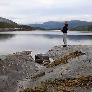 Dorsch und Seelachs Unterwasseraufnahmen aus Norwegen - Norway under water