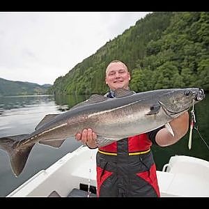 Angeln in Norwegen: Dalsfjord Hexenkessel! Seelachs,Dorsch, Pollack und Co. in Westnorwegen