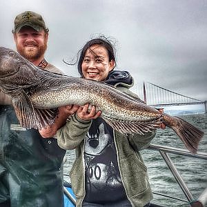 lingcod