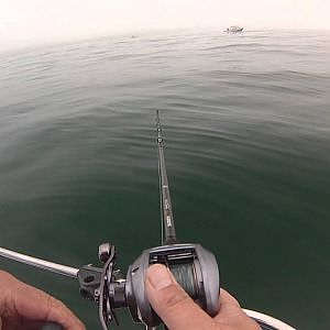 Using Swimbaits for Lingcod / RodCam POV