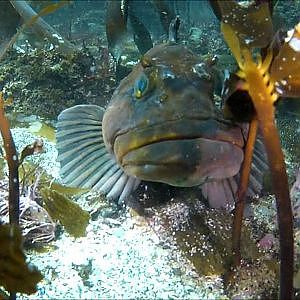 Feeding a Giant Lingcod By Hand