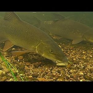 Barbel - Bait Dropping & Real Time Underwater Swim Build Up