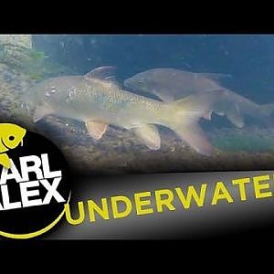 Underwater footage of Barbel - Carl and Alex Fishing- 2013
