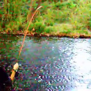 Pesca de barbos a ninfa / Barbel fishing with nymph