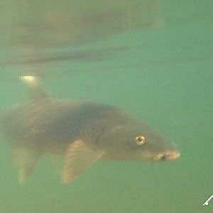 Pescando barbos de orilla.