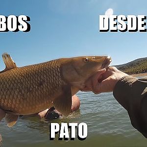 Barbos desde pato | Parte 0