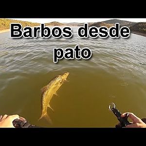 Barbos desde pato I Parte 1