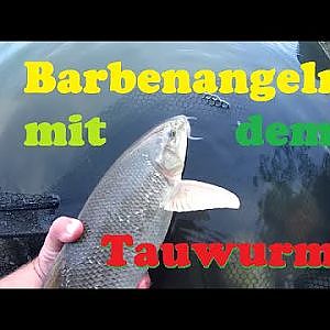 Barbenangeln mit dem Tauwurm!