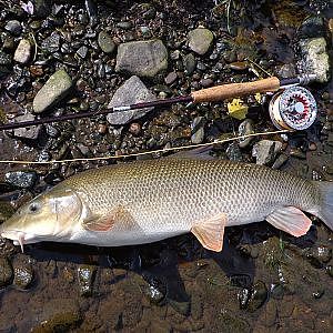 Fliegenfischen auf Barbe