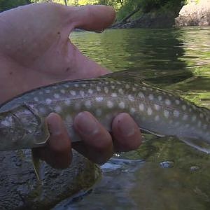 北海道日高山脈のイワナ釣り/Fly fishing for Japanese Char in Hokkaido.