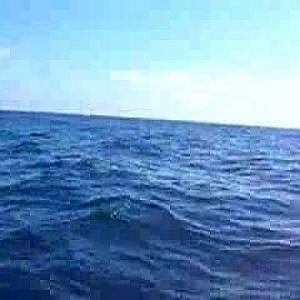 Catching a Sailfish