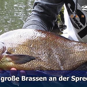 #36. Auf große Brassen an der Spree / Friedfisch Angeln