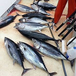 " ALBACORE TUNA FISHING WITH CAPT. AARON ANFINSON OF BASS TUB SPORT FISHING "