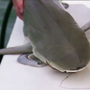 Freestyle-Fischen mit Eric Young - Der Strumpfhosen-Hai