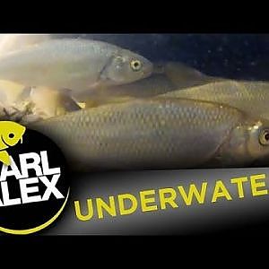 Underwater film - Dace Chub Trout and Minnows Fish Underwater - Carl and Alex Fishing