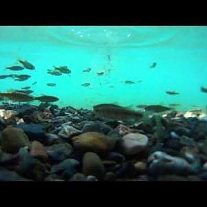 Chub underwater & feeding fishes underwater ... Döbel unterwasser & Kleinfische füttern
