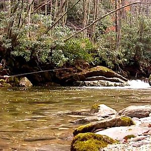 Fly Fishing For Rainbow Trout In The Pisgah National Forest