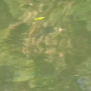 Große Seeforelle tötet Seesaibling