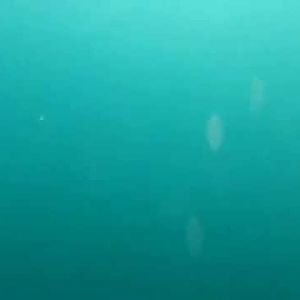 Seeforellen - Fang unter Wasser gefi­lmt