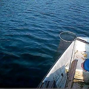 Lachsforelle (angelteich almsee)Altjührden) auf dem boot beim großen teich