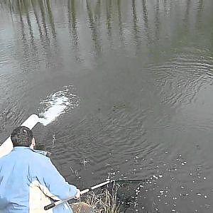 Drill einer 2,5kg Lachsforelle (Berkatal Forellen)