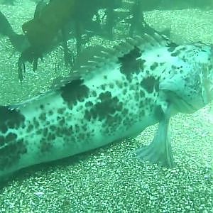 Bunch of Lingcod on the Central Coast of California