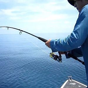 Crazy Shark Attack North Queensland