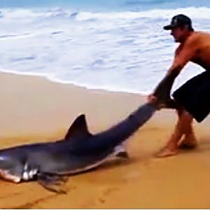 Great White Shark Rescue on the Beach