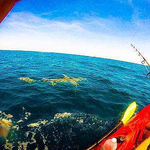 Lone Man Gets Towed For Miles in Kayak By 11 Foot Hammerhead Shark