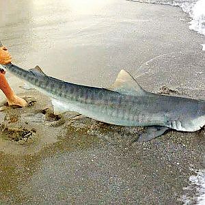 Fishing for Tiger Sharks